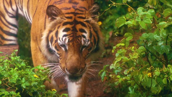 close up of bengal tiger walking in the forest