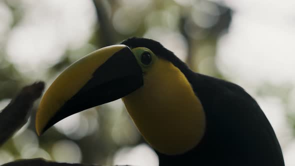 Black-Mandibled Toucan Headshot Against Bokeh Nature - Ramphastos Ambiguus. Selective Focus Shot