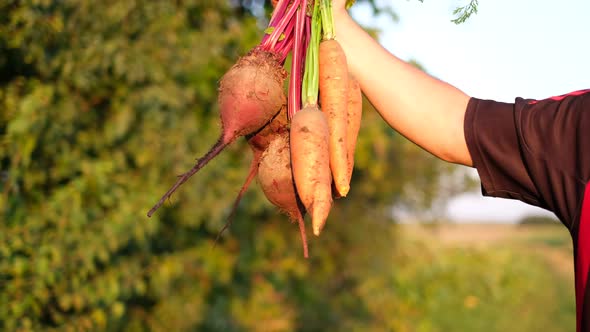 The Gardener Shows How to Hold Bunches of Fresh Dirty Carrots and Beets in the Open Air