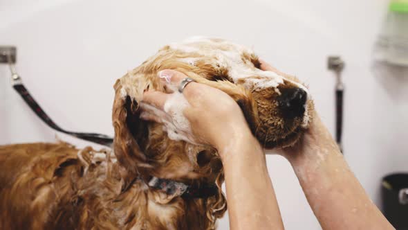 Dog Takes a Bath