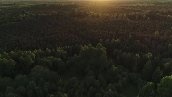 Forest Aerial View at Sunset