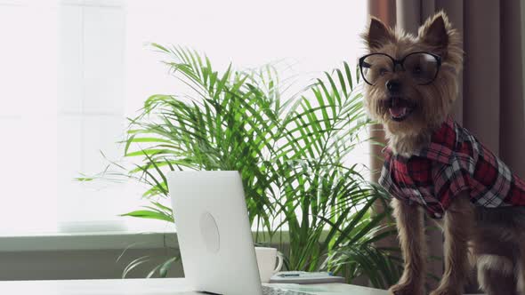 Cute Little Dog in Glasses Works at a Laptop. Fashionable Haircut at the Dog.