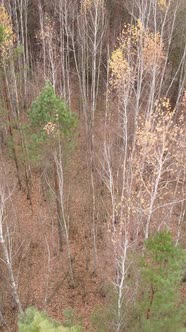 Vertical Video of a Forest with Trees During the Day