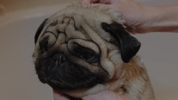 Bathtime of the Cute Dog