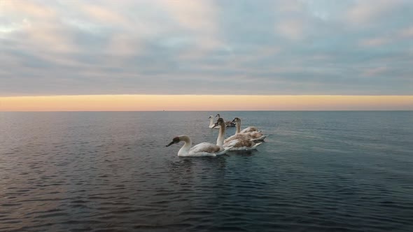 Elegant brown and white swans swimming in the water in an empty lake