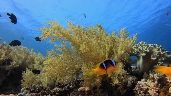 Blue Water Clownfish