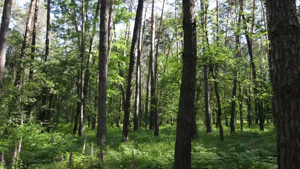 Beautiful Green Forest on a Summer Day Slow Motion