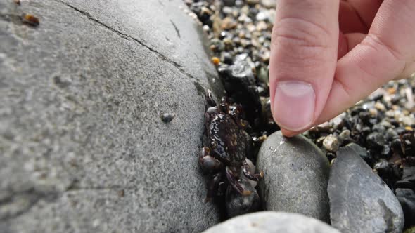 Small crab being picked up and examined.