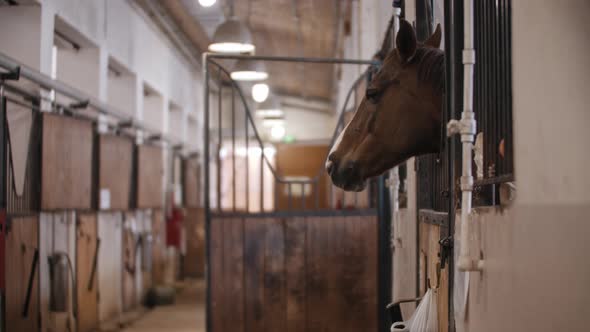 Brown Cute Horse with White Strip on the Muzzle Stands in the Stall