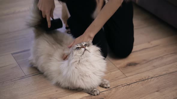 Unrecognizable Woman Combing Fur of a Fluffy Cat on Floor