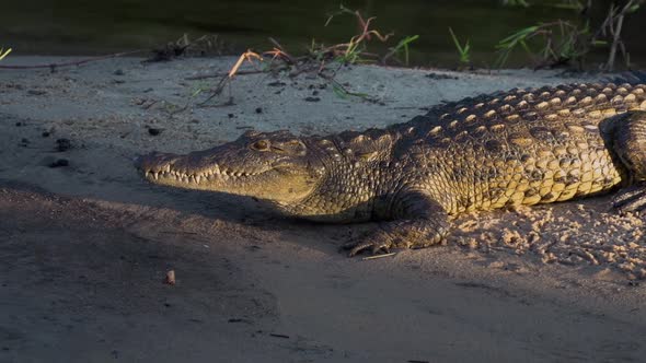 Crocodile on the back of the Zambezi River in Zambia