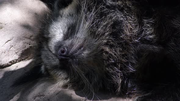 Binturong or Bearcat Sleeping