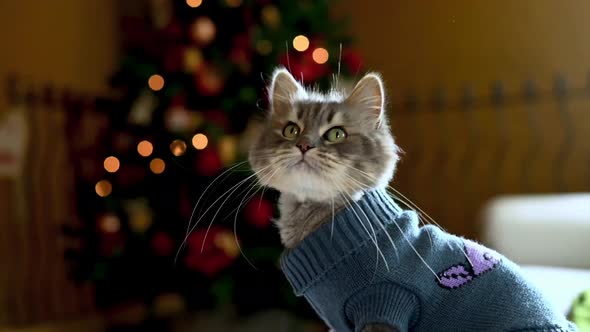 A Grey Cat On Christmas