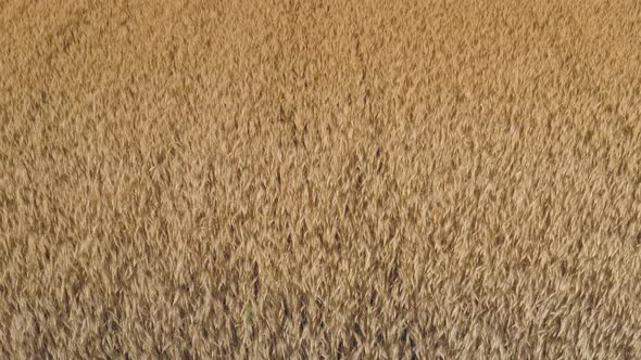Ripe Barley on a Farmer's Grain Field a Slow Smooth Drone Wide Angle Shot