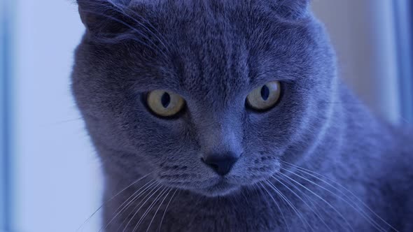 A British cat looks at the camera.