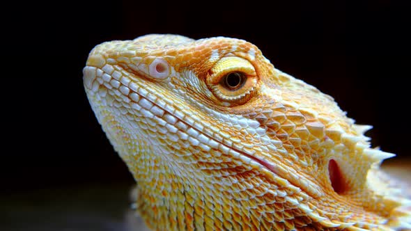 Portrait of Iguana