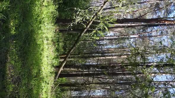 Vertical Video of Green Forest During the Day