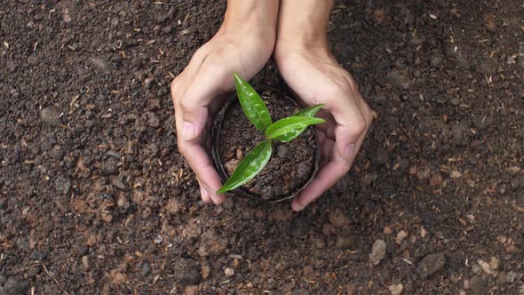 Hands Of Man Holding A Young Plant