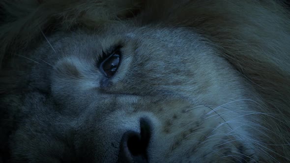 Lion Lying Down Face Closeup In The Evening