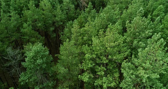 Flyover Landscape View Forest Reservation Nature