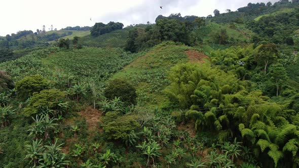 Banana and coffee plantations in the mountains of a farm