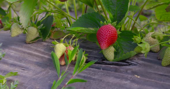 Close Up of Red and Green Strawberries Growing on Farm Field