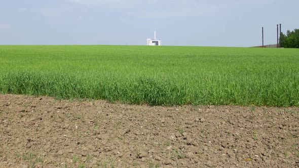 Cereal Field