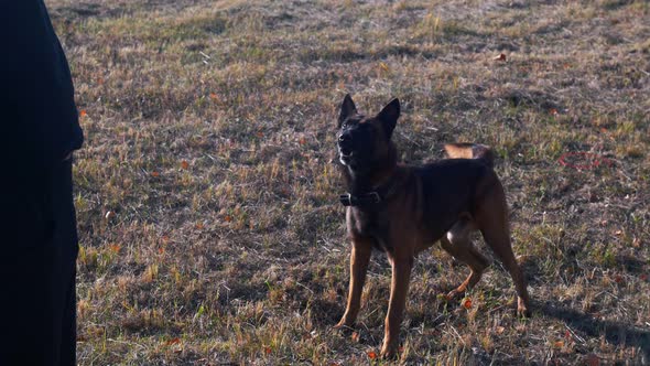 German Shepherd Dog Sitting and Barking on the Command From the Trainer