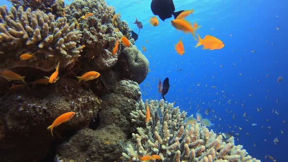 Underwater Fish and Hard Coral