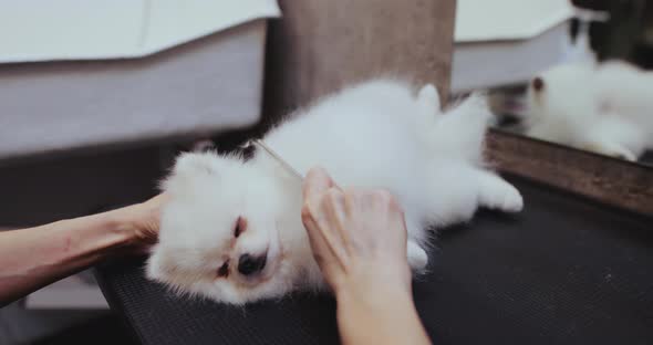 White Spitz Sleeps on His Side During the Haircut