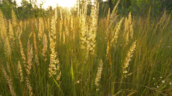 Walking Along Summer Meadow with Various Herbs