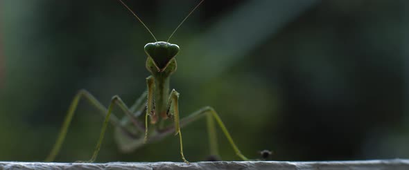 Close up of the praying mantis under the rain on a green forest background