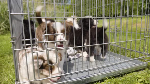 A Group of Cute Happy Puppies Restless in a Cage on Grass  Closeup