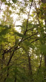 Vertical Video Autumn Forest with Trees By Day