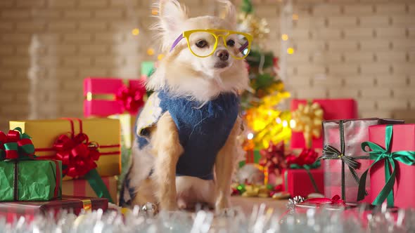 happiness and cheerful Dog breed  brown chihuahua wearing glasses sit with gifts present boxes