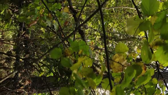 Vertical Video Aerial View of Trees in the Forest on an Autumn Day in Ukraine Slow Motion