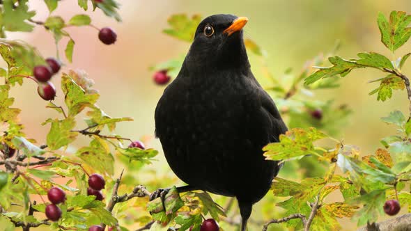 Common blackbird eating small fruits