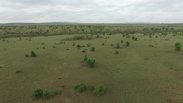 Aerial view of a field with trees in Masai Mara 