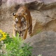 A tiger relaxed walks over the rocks - VideoHive Item for Sale