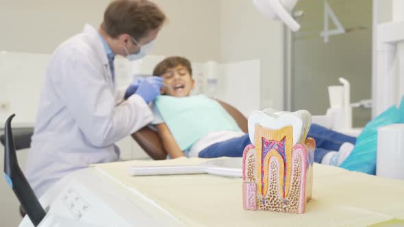 Young Boy Having His Teeth Examined By Dentist, Selective Focus on Tooth Model