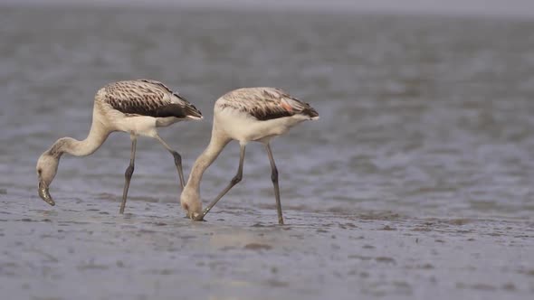 3 Juvenile Chilean Flamingo Wading for Plankton, Feeding In Alkaline Muddy Waters