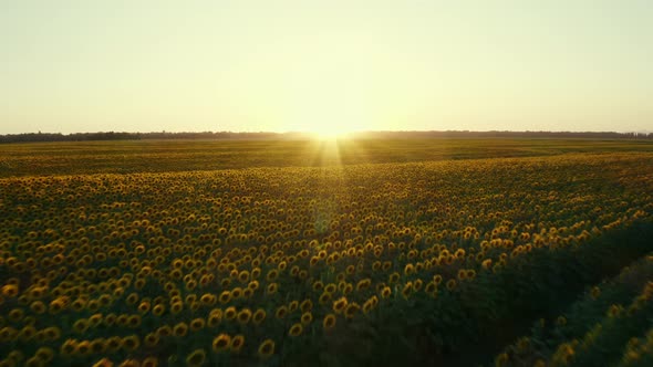 Sunflowers field at sunset. Tuscan countryside, Italy.