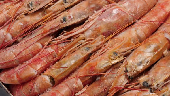 Frozen and Uncooked Red Langoustine Shrimps Closeup in Box