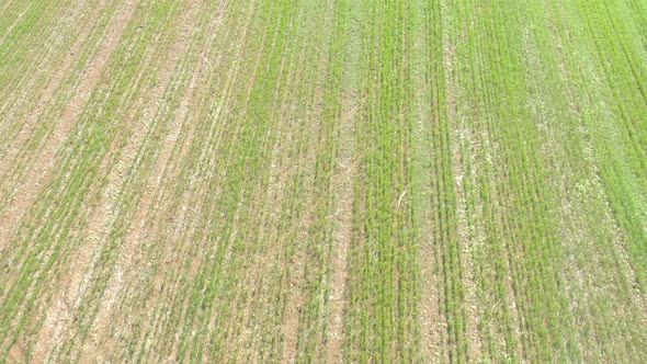 Spring scene in the fields of green cereals 4K drone video