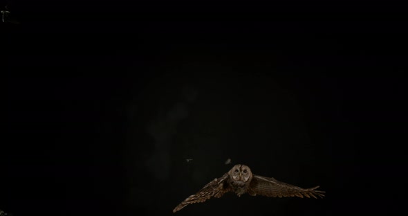 900193 Eurasian Tawny Owl, strix aluco, Adult in Flight, Normandy, Slow motion 4K
