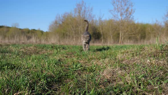 Old Gray Cat Walks on the Grass Against the Background of Trees in Spring