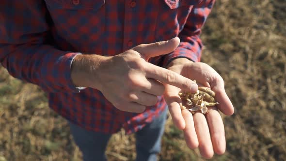 Young Farmer Walking in a Soybean Field and Examining Crop.