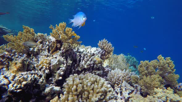 Tropical Underwater View