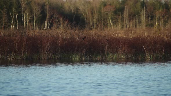 Rare bird species red spotted blackbird flying in marsh wetland super slow motion 4k 60p