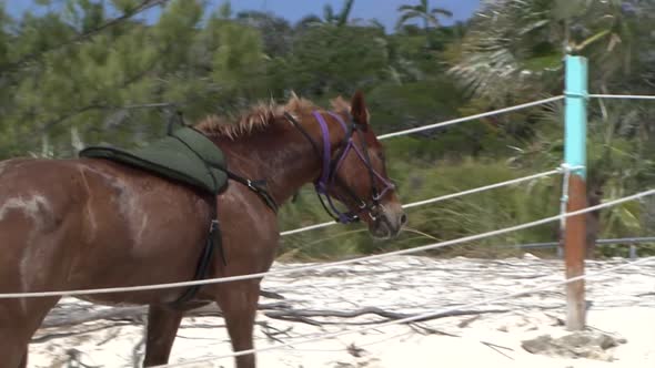 Horse on the beach of Half Moon Cay island, Bahamas